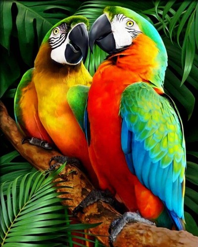 Malowanie po numerach 30x40cm Papugi - Zestaw na ramie #1